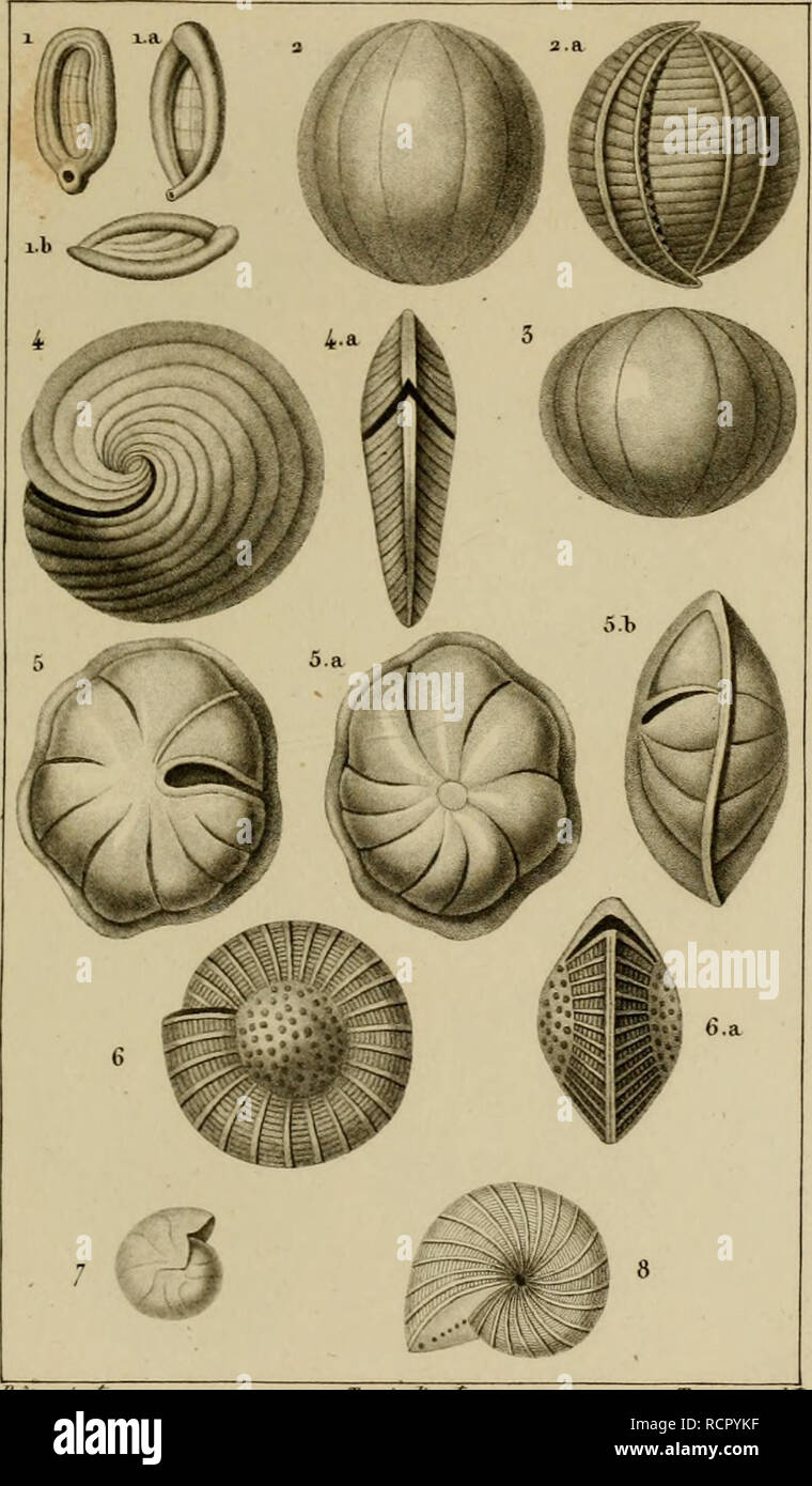 . Dictionnaire des sciences naturelles, dans lequel on traite méthodiquement des différens êtres de la nature, l'authors soit en eux-mêmes, d'après l'état actuel de nos connoissances, soit relativement à l'utilité qu'en retirer, la médecine, l'agriculture, le commerce et les artes. Suivi d'une biographie des plus célèbres naturalistes. L'histoire naturelle. ZOOI.OGIK. CONCin'OGJK LloL. Polvthalamacés.. lia il. MJXIOLE des pierres. 1 5.5.a.5/PLACENTDLE pnlviiice.b. 3.2A. MELONIE sphérique. J b.Une VORTICIALE crariculée G... 3. sphéroïde, j ;.TiENTlCUl Tofnlée.l]l'éducation non formelle. 44a OHBICULINE umismale^UN.' 8 Banque D'Images