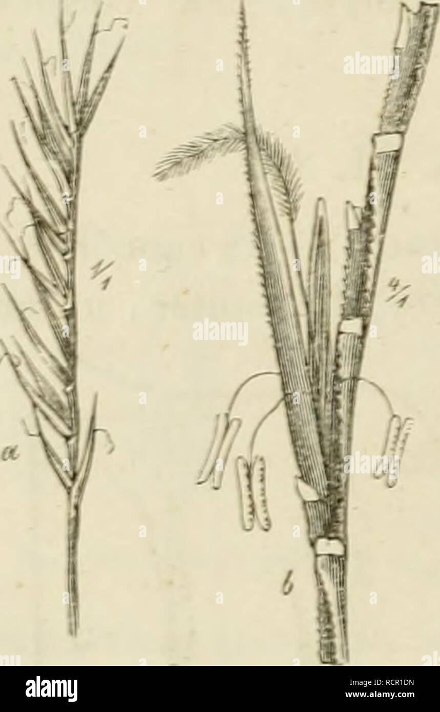. Deutschlands Gräser und zu leichter Erkenntniss Getreidearten Wuchse nach dem, den Früchten und Blättern, Blüthen zusammengestellt und für Land- und Forstwirtschaft und nach Vorkommen Nutzen ausführlich beschrieben. Les plantes. t20 V. Chapitre. Schfr. Scheidenspclze und sehr schmal spitz. Fr. G nun. lang, elliptisch- zugespitzt, an der Spitze behaart. - Un ergleiche übrigens Nr. ö'J. 59. Aveiiastrum pratcii^e. II, 32. Schfr. 13 - 14 - Ib IG Vacuité, mm. lang, bräunlich. Spelze röthlich- gelb, nach oben breiter, gelbweisser Hautspitze mit. Scheidenspelze stumpf zugespitzt, meist viel kürzer als Banque D'Images