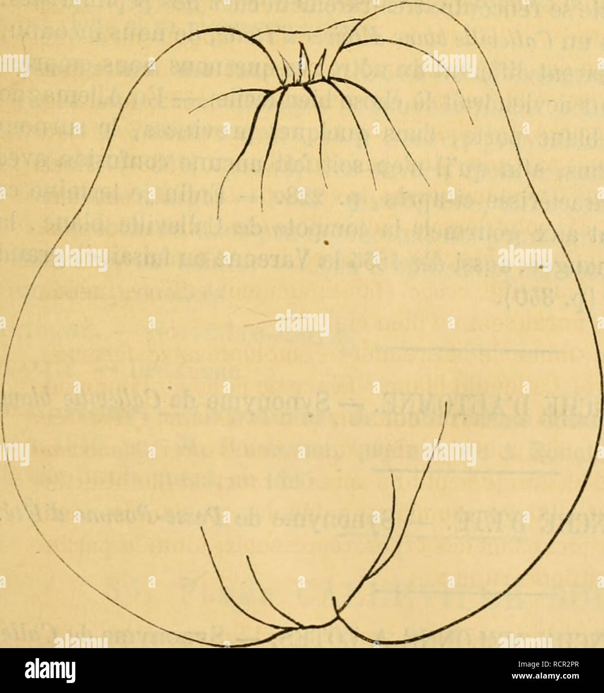 . Dictionnaire de mairie (Kiel), contenant l'histoire, la description, la figure des fruits anciens et des fruits modernes les plus G©N©ralement connus et cultivÂ©s. La culture de fruits. [CAL CALLEVILLE BLA ] j77 fort longtemps et n'offre aucune diffÃ©rence avec la variÃ©tÃ© suivante, appelÃ©e Retour Appel, ou Pomme Admirable-Blanche. - Premier Type. Pomme Ã frire&gt ; parce que, fricassÃ©e dans la poÃªle, elle fait un dÃ©- licieux crèche. Sur la cultive Ã Zell, d'oÃ¹ j'en ai reÃ§u deux vo- lumineux SPÖ©cimens Ã peau d'un blanc jaunÃ¢tre couvert de quelques crochets lac- tÃ©es ; leur hauteur ex- cÃ©dait six Banque D'Images