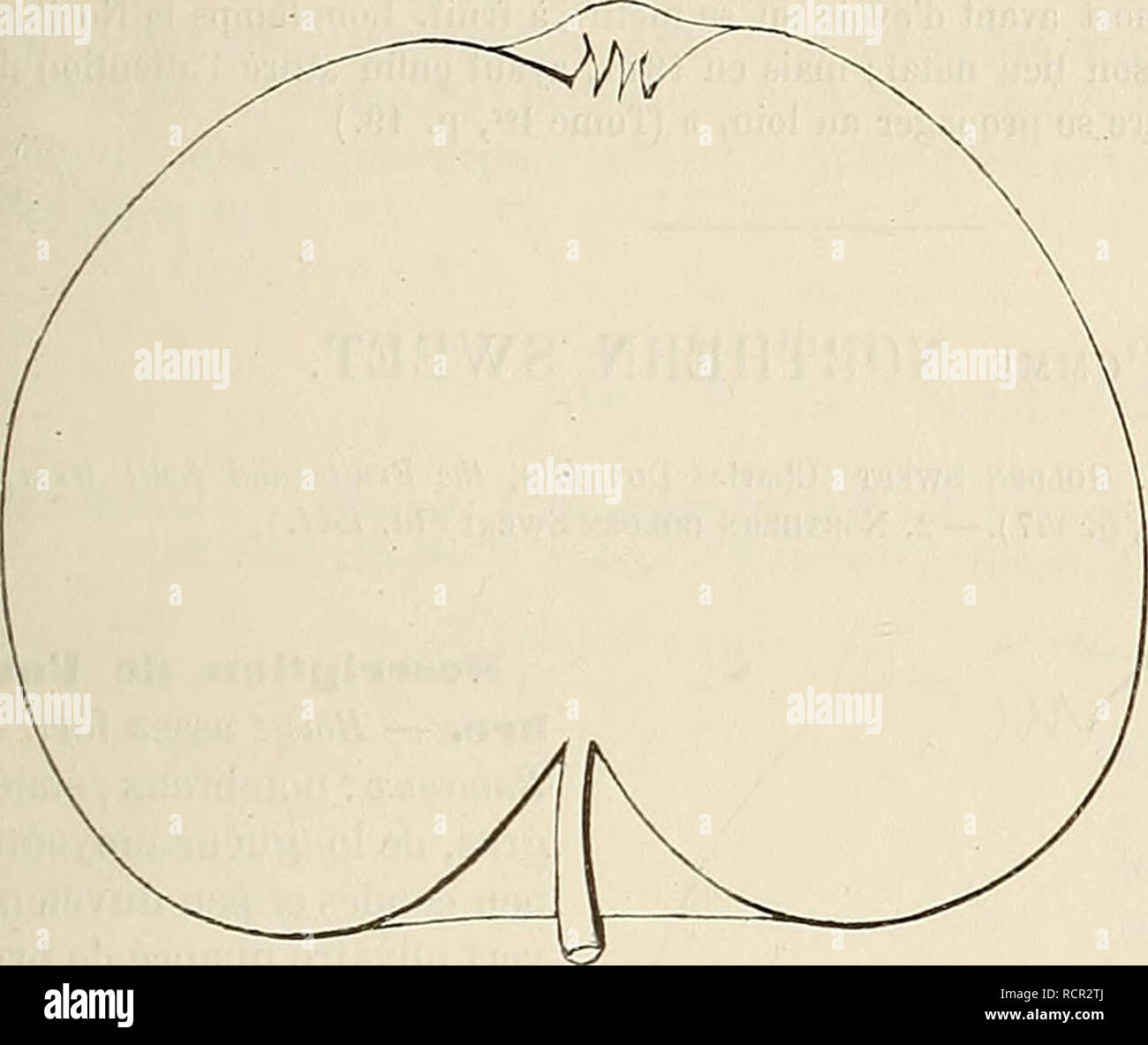 . Dictionnaire de mairie (Kiel) : contenant l'histoire, la description, la figure des fruits anciens et des fruits modernes les plus gÃ©nÃ©ralement connus et cultivÃ©s. Les fruits. NONâNOR 501 Pomme NONSUCH. Â Synonyme de pomme Non-Pareille de Langton. Voir ce nom. Pomme NORFOLK PIPPIN. Â Synonyme de pomme Adams Pearmain. Voir ce nom. Pomme NORMANTON étonnant. Â Synonyme de pomme Wellington. Voir ce nom. Pomme D'OR DU NORD L'espion. Â Synonyme de pomme doux du Nord. Voir ce nom. 298. Pomme NORTHERN SPY.. Descrijitioii tle l'arbre. Â Bois assez fort. ÂRameaux : nombreux et Ã©rigÃ©s, gros et de longueur mo Banque D'Images