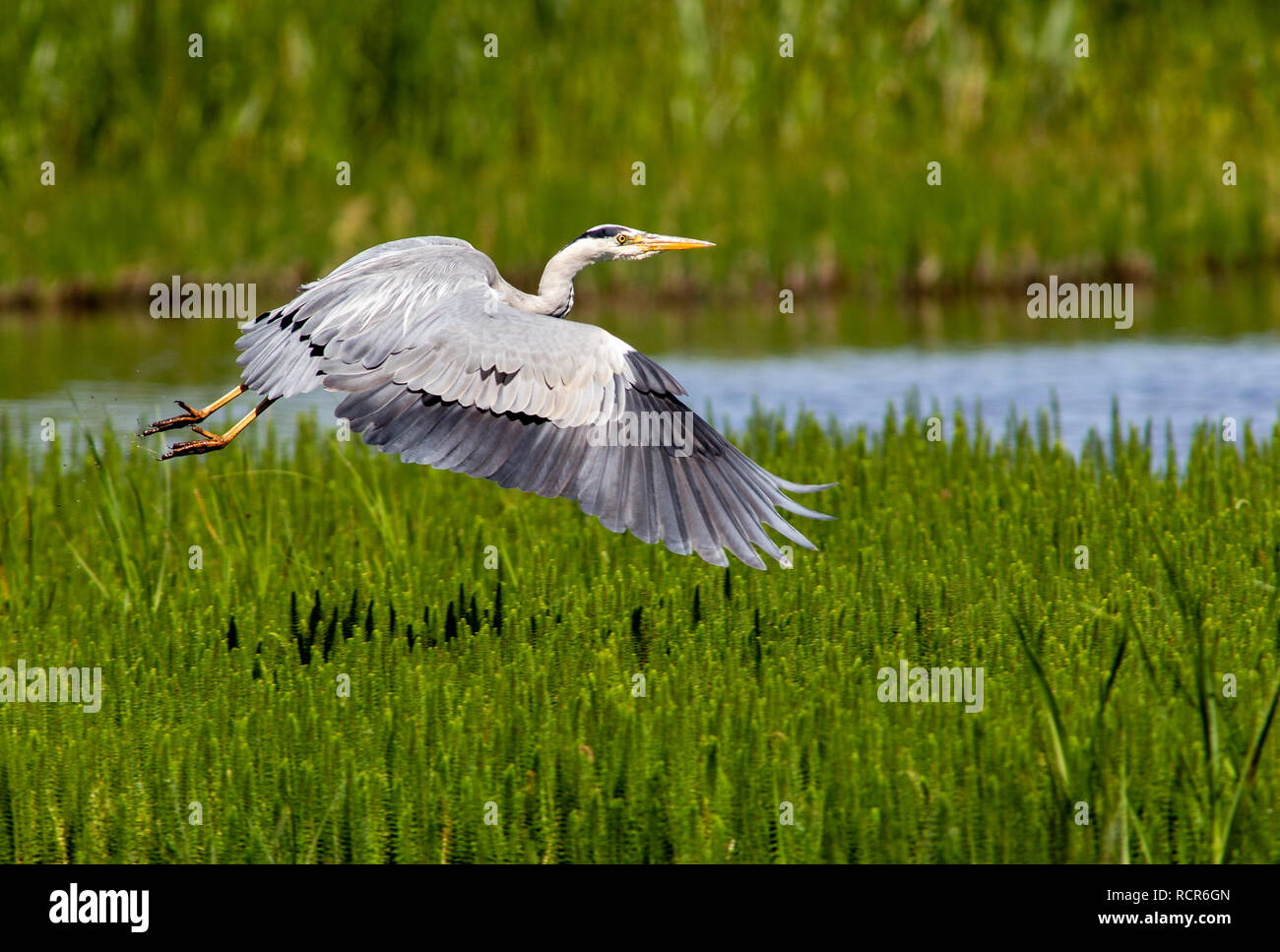 Héron cendré à l'RSPB Saltholme. Banque D'Images