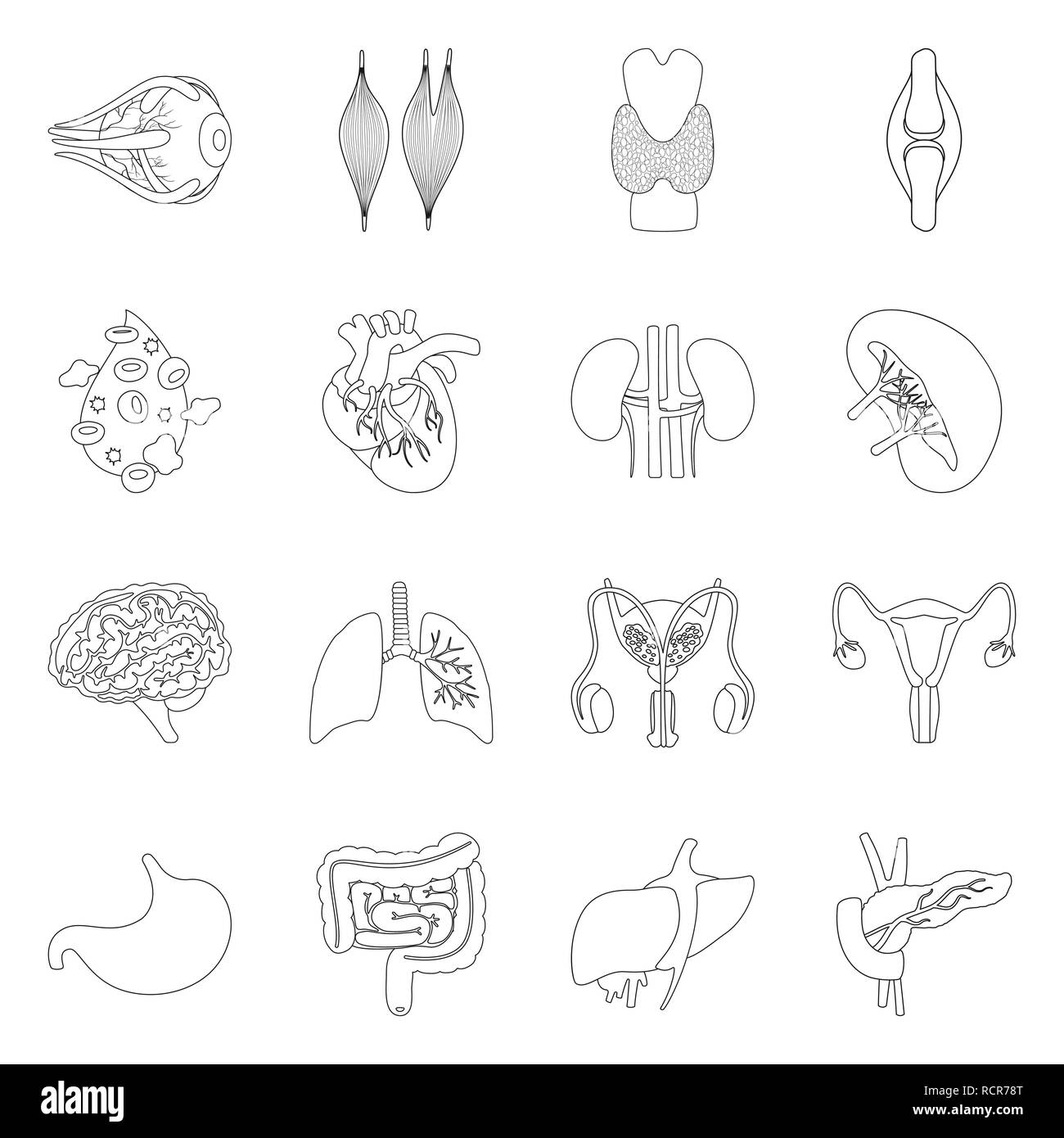 Vector illustration d'anatomie et de l'icône d'organes. Ensemble d'anatomie et d'illustration vectorielle stock médical. Illustration de Vecteur