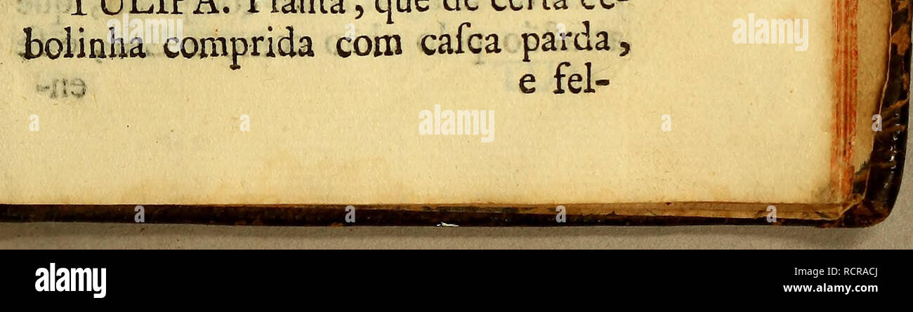 . Diccionario portuguez das plantas, arbustos, Matas, arvores, animaes quadrupedes, e reptis, ayes, peixes, mariscos, insectos, gomas, metaes, pedras, terras, mineraes, &amp;c. Que a : Divina Omnipotencia creou pas terraqueo globo utilidade para dos viventes,. Les noms des plantes, populaires ; les animaux ; minéralogie ; l'histoire naturelle. Portuguez. si1 givesj nervoszinhos e pegados huns une cartilagínofòs levantao , que fe, e a- baixão , quand elle quer , e cortao navalhas côme : un cabeça il afpera Chata, une pelle , e em todo o corpo fe não lhe acha mais que hum íb offo, eííe compofto e de muitas, vértebras Banque D'Images