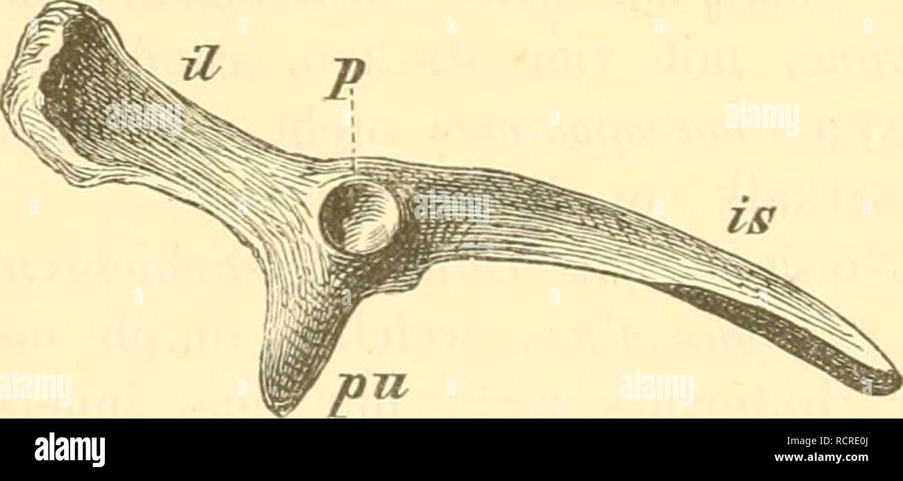 Elemente der paleontologie. (Paleozoologie.). La ...