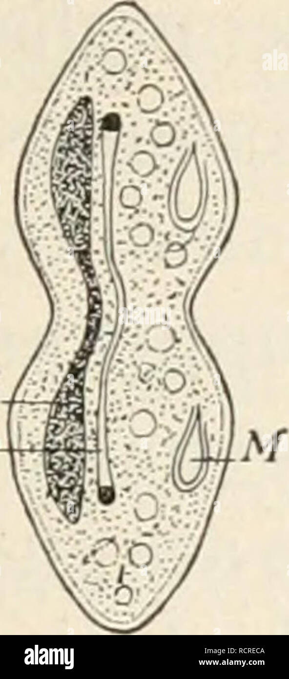 . Éléments de biologie ; un texte utile-livre de corréler la botanique, la zoologie et la physiologie humaine. La biologie. Les protozoaires 181. Reproduction d'Paramcecium. - Un Somctimos paramoecium peut être trouvé dans la loi de la division par le processus connu sous le nom de fission, pour former deux nouvelles cellules, chacun contenant la moitié de l'oiigi- nal cellule. C'est une méthode de reproduction asexuée. Foire d'une autre méthode de reproduction peuvent être observés. C'est ce qu'on appelle la conjugaison et certains- ce qui ressemble au même processus dans l'thallo- phytes. Deux cellules de même taille se fixent comme indiqué ci-dessous, les changements complexes prendre plac Banque D'Images