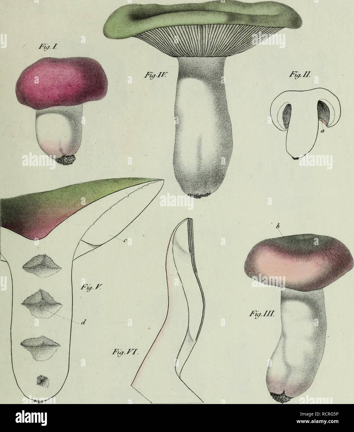 . Descrizione dei funghi mangerecci piÃ¹ comuni dell'Italia e de' velenosi che peuvent co' medesimi. confondersi Des champignons ; les champignons. Ã¹ â une Txxvu J.. v ^H&amp;j'^&gt ; Â f^j/Ã¹tii Tii/rutterÃ,Y e . r ( /7/W6&amp;6/^^- 6 n/g/l(/{tjfy UlJ :. Veuillez noter que ces images sont extraites de la page numérisée des images qui peuvent avoir été retouchées numériquement pour plus de lisibilité - coloration et l'aspect de ces illustrations ne peut pas parfaitement ressembler à l'œuvre originale.. Vittadini, Carlo ; Cavagna Sangiuliani di Gualdana, Antonio, conte, 1843-1913, l'ancien propriétaire. Ui-R. Milano, Rusconi Banque D'Images