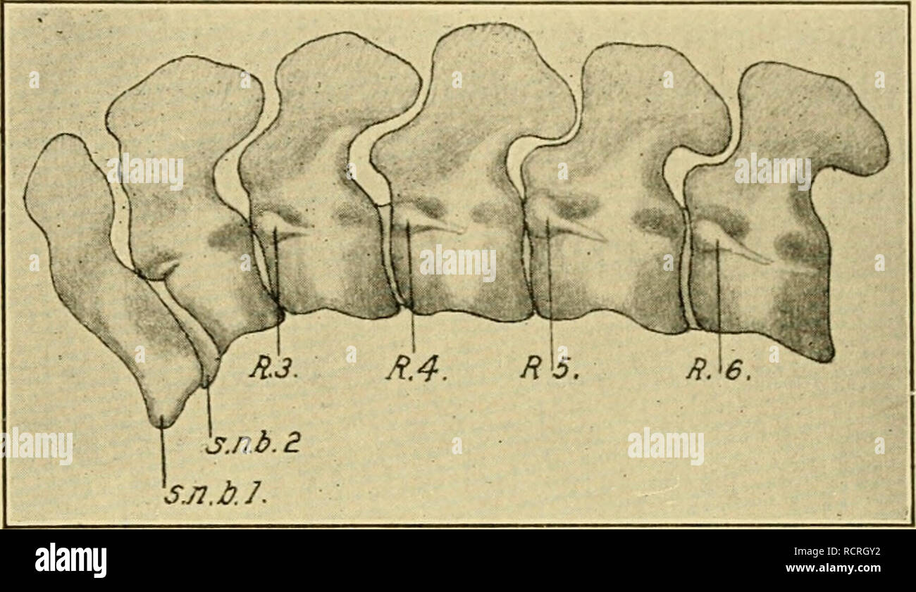 . Le développement du poussin : une introduction à l'embryologie. L'embryologie ; Poulets -- les embryons. Le squelette 423 notochorde, et rapidement se propager dans toutes les directions, mais surtout vers la surface, en laissant les extrémités cartilagineuses (Fig. 241). La notochorde est progressivement réduite et présente deux impasses. Fig. 240. - La première vertèbre cervicale d'un jeune embryon de Haliplana fuliginosa. (Schauins terre après-.) s. n. b. 1, 2, première et deuxième subnotochordal les bars. R. 3, 4, 5, 6, les côtes de la troisième, quatrième, cinquième et sixième vertèbres cervicales. et trois élargissements dans chaque centre. Le principal e Banque D'Images