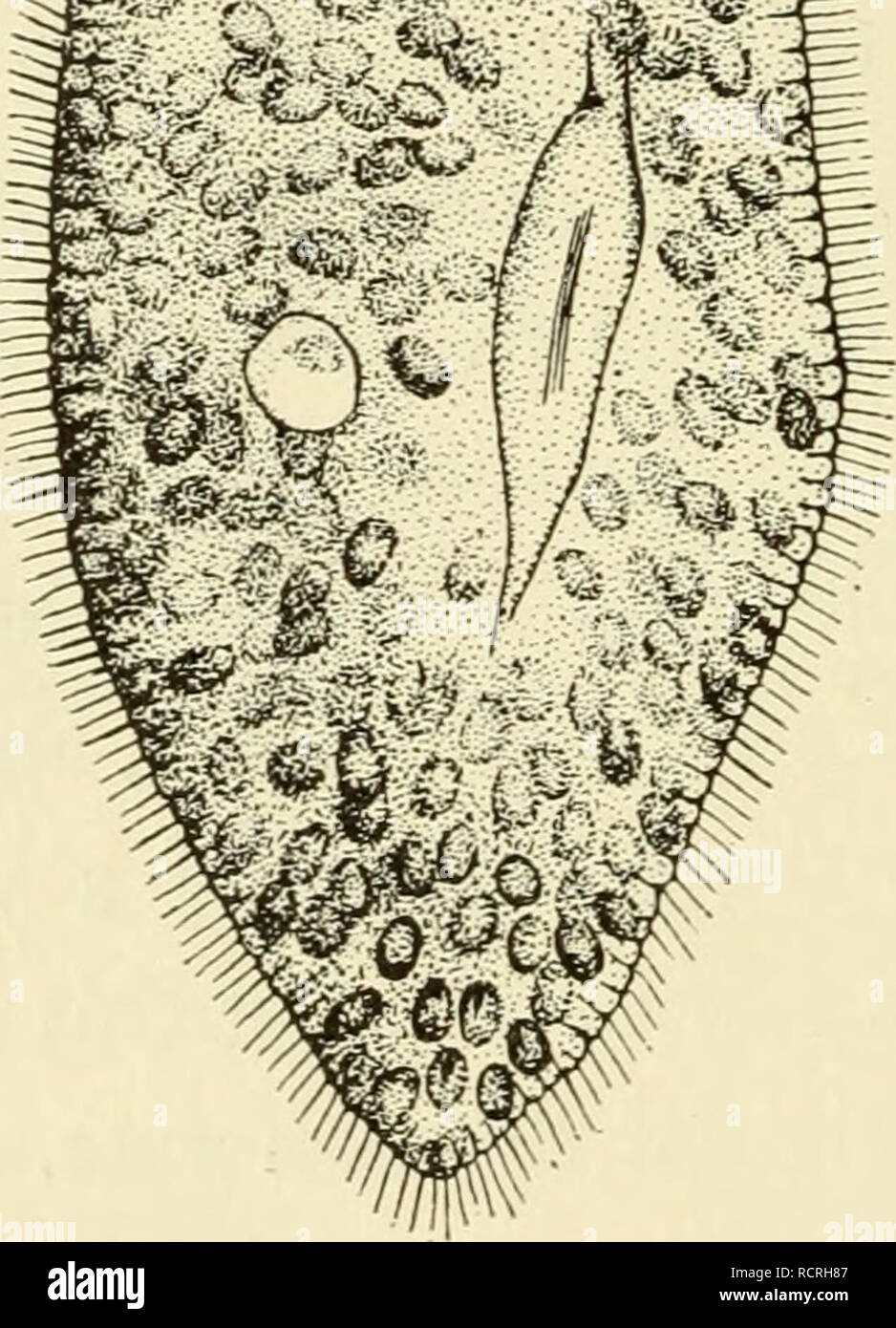 . Éléments de biologie, avec référence spéciale à leur rôle dans la vie des animaux. Biologie ; Zoologie. ZOOCHLORELLA. Fig. ParamcEciitm btirsaria 22.-contenant des cellules végétales, Zoochlorella symbiotique. (Re-dessiné après Conn.) symbiose. Certaines espèces de Paramoecium, par exemple, Paramoocium bursaria, sont fréquemment infectés par une plante verte la croissance cellulaire (Fig. 22). Cette petite plante verte unicellulaire, Zoochlo- rella, se retrouve en nombre suffisant pour donner à l'animal une couleur verte. Cette relation entre l'hôte et l'envahisseur paramoecium cellule végétale est un curieux partenariat, pour non seulement ne neith Banque D'Images