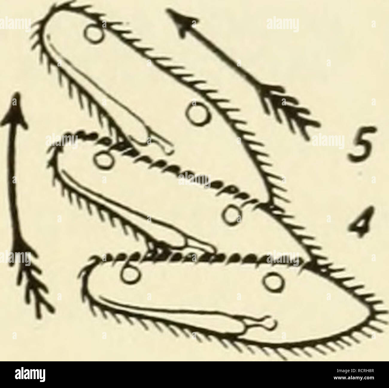 . Éléments de la biologie, en particulier à leurs rÃ'le dans la vie des animaux. Biologie ; Zoologie. ≫Â">â. 12 3 Fig. 19.- âThe "essai et erreur" méthode de résolution des difficultés comme l'illustre par les tentatives d'un paramaecium à passer par un obstacle. (Après Jennings : comportement des organismes inférieurs. Columbia University Press.) Reproduction en Paramoecium. Paramcecium se reproduit par fission binaire (Fig. 20). La division précédente, la gorge orale dis- paraît. Le test du micronoyau et le macronucléus coupe DIVISION allongé^. Veuillez noter que ces images sont extraites de scanne Banque D'Images