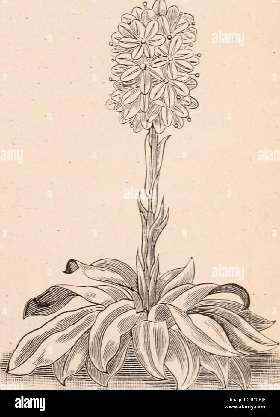 . Catalogue descriptif de la floraison, les arbres d'ornement, arbustes, bulbes, plantes médicinales, plantes grimpantes, arbres fruitiers, &c., &amp;amp;amp;c., &c. / Pour la vente par le Yokohama Nursery Co., Limited.. Catalogue des pépinières. ^iSrACRANTHUM rEDIUM EPI. ^^TRA LUKIDA ASPIDI VAR. Ae.ATEOR. ^Aspdistra lurida, var. Elatlor, feuilles vert uni -par 10 feuilles J, 2 $ ; pour 1000, .slS.oo- Idem, rhiz )moi witli feuilles coupées par 1 000 §"6,75, Aspidistra lurida, var. Elatior, varié à 100 feuilles, $3.80 ; pour 1000, 35 $. Idem, rhizome avec feuilles coupées par 1 000 16,75 $. L'Arabis serrata, graines par pkt. 25C. Begonia evau Banque D'Images