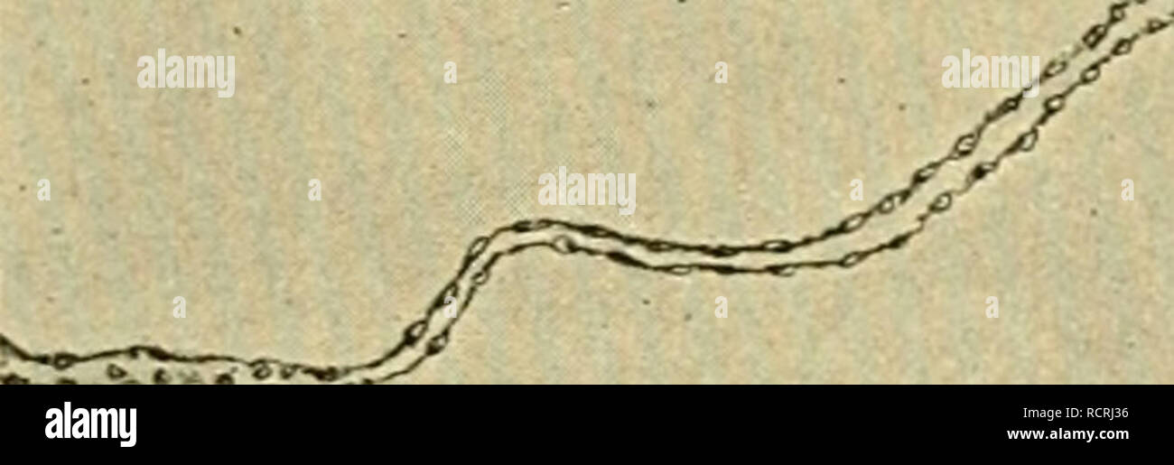 . Le développement du poussin : une introduction à l'embryologie. L'embryologie ; Poulets -- les embryons. . Veuillez noter que ces images sont extraites de la page numérisée des images qui peuvent avoir été retouchées numériquement pour plus de lisibilité - coloration et l'aspect de ces illustrations ne peut pas parfaitement ressembler à l'œuvre originale.. Lillie, Frank Rattray, 1870-1947. New York : Henry Holt Banque D'Images
