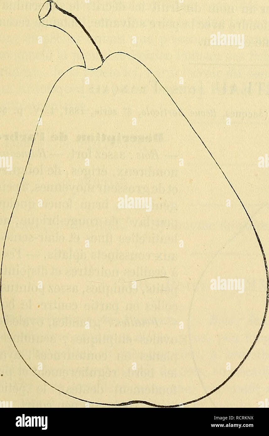 . Dictionnaire de mairie (Kiel) : contenant l'histoire, la description, la figure des fruits anciens et des fruits modernes les plus gÃ©nÃ©ralement connus et cultivÃ©s. Les fruits. ÂPOI 537 POÃ fort abondante, bien sucrÃ©e, vineuse, acidulÃ©, possÃ©dant un parfum also dÃ©licat que prononcÃ©. MaturitÃ©. Â Vers la mi-septembre. QualitÃ©. Â PremiÃ¨re. Historique. Â Elle provient de mes semis ; le pied-type donna ses premiers fruits en 1867 ; je la mettrai dans le commerce en 1870. Jean-Pierre de BÃ©ranger, le cÃ©lÃ¨bres poÃ"te-chansonnier Ã la mÃ©moire duquel je l'ai dÃ©diÃ©e, et qui fut mon ami intime, n Banque D'Images