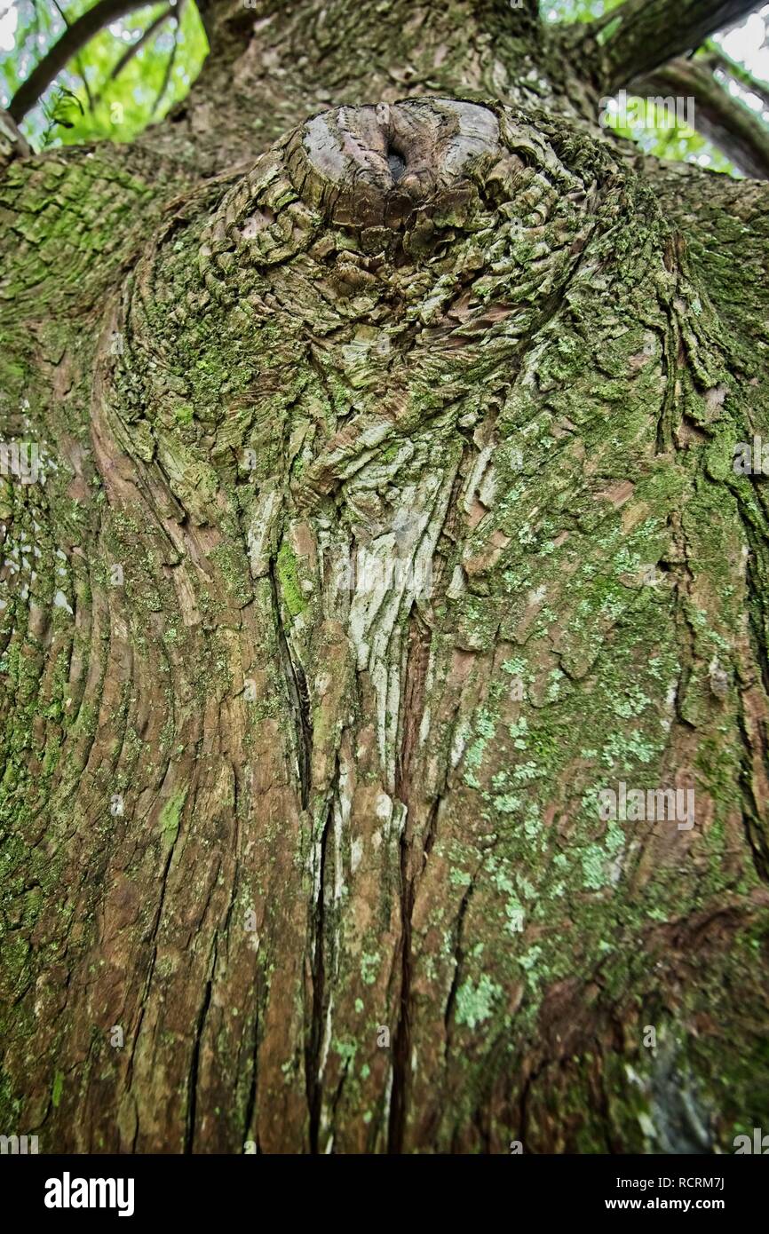 Lieu - Date - Type de mousse verte sur l'écorce des arbres 2 Banque D'Images