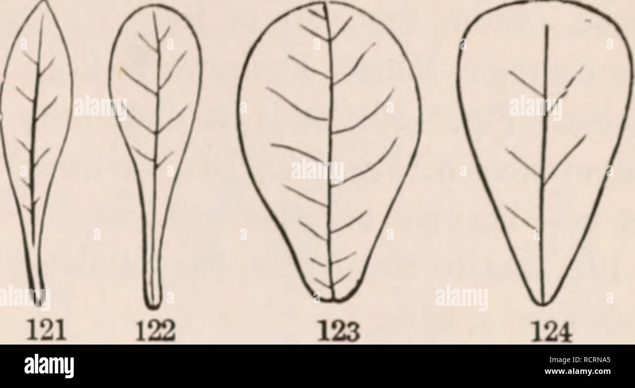 . Les éléments de botanique pour les débutants et pour les écoles. Les plantes. Les feuilles d'ordinaire de SECTION. 53. Obovales (Fig. 123) ou inversement, c'est ovale, ovales avec le bout étroit vers le bas. Cuncate ou cunéiforme, qui est en forme de coin, (Fig. 124), large au-dessus et effiler de près de lignes droites pour un angle aigu à la base. 136. Quant à la base, sa forme caractéristique de plusieurs formes, comme sucli cordiformes ou forme coeur (Fig. 120, 129), lorsqu'une feuille d'une forme ovale, ou quelque chose comme ça, a la sortie de ligne de sa base arrondie tourné dans (formant une encoche ou sinus) où la manette est joint. Réniforme, ou des reins- s Banque D'Images