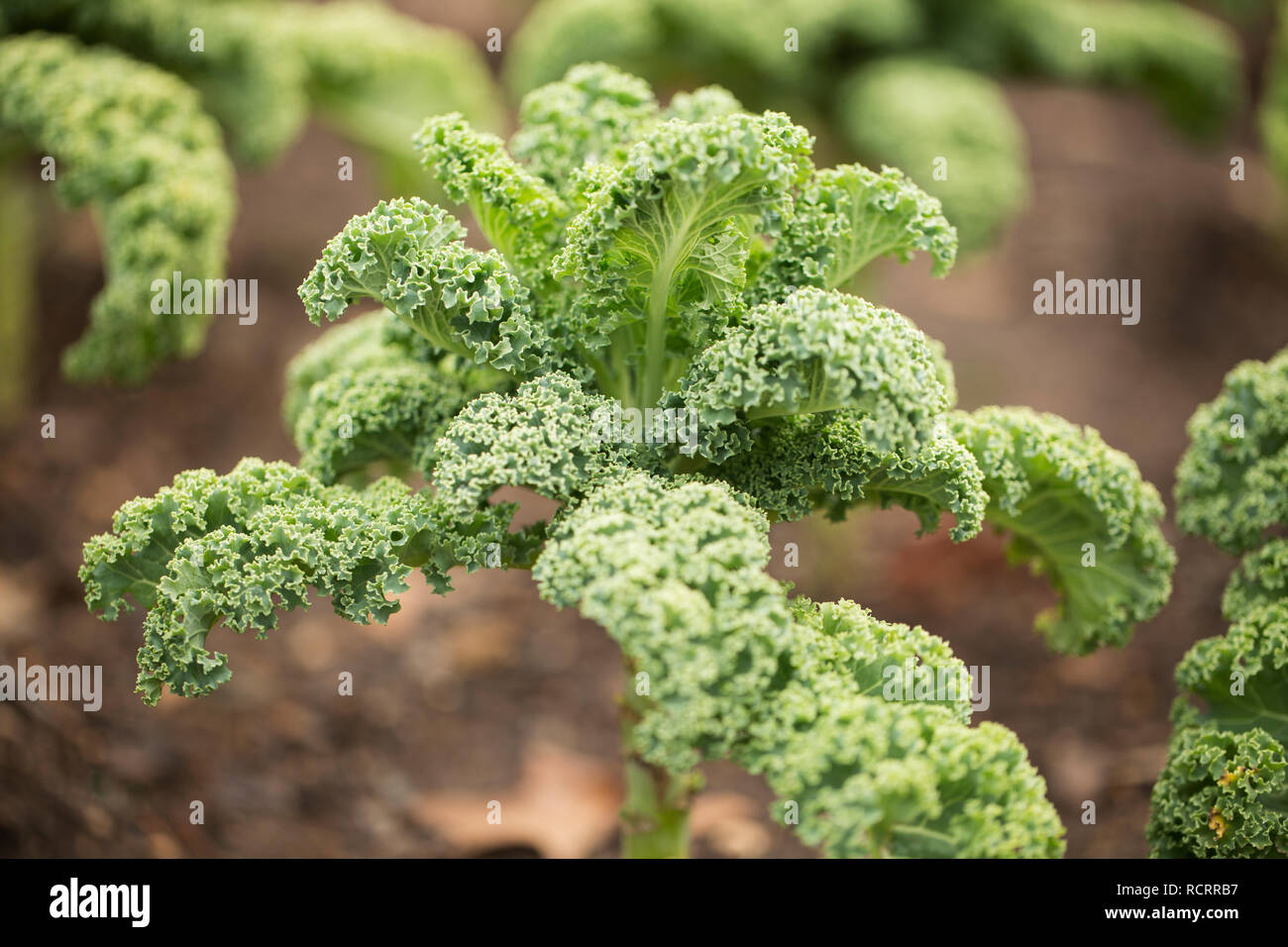 Darkibor (chou frisé Brassica oleracea var. acephala) croissant dans un jardin. Banque D'Images