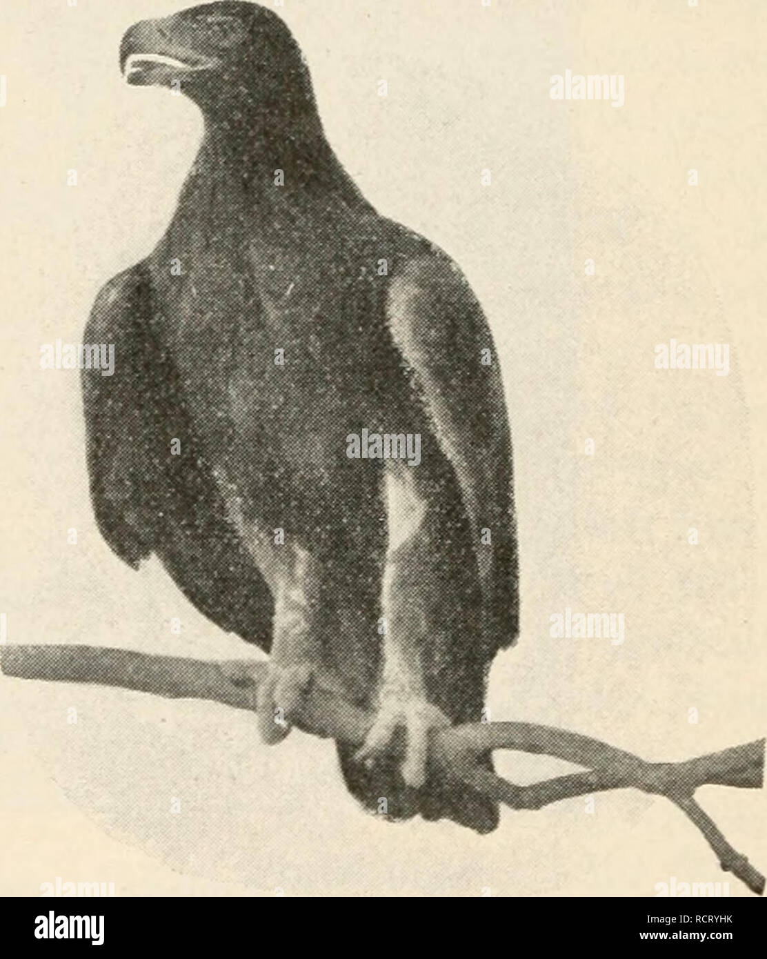 . Éléments de biologie ; un texte utile-livre de corréler la botanique, la zoologie et la physiologie humaine. La biologie. Les lagopèdes en été. Davison, zoologie. sont les mieux connus sont les hawks, le condor, avec sa grande étendue de dix pieds d'aile à aile, et l'aigle. Pour les Hawks appartiennent deux oiseaux qui sont, en raison de leurs habitudes, nuisibles à l'homme. Ils sont l'épervier brun et l'épervier de Coop- er. IV. Waders.-Ces sont des oiseaux avec les jambes d'une longueur inhabituelle et un long cou, ce caractère étant une corrélation naturelle de plus grand ser- vice dans l'alimentation. Des exemples sont la boue poule ou foulque, le snipe, cran Banque D'Images