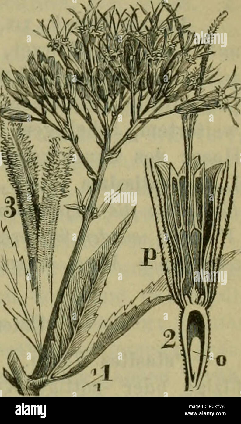 . Deutsche de la flore. Pharmaceutisch-medicinische Botanik. Ein Grundriss der systematischen Botanik zum Selbststudium für Aerzte, Apotheker und Botaniker. Plants, plantes médicinales. Compositae, Eupatorieae. 1061. Fig. 578. Eupatorium cannabinum. 1. Dans Blattaohsel BUitlie der. 2. Bim. läiif liirchsehuitteii- ?s (. o. Saameiiknospe Fnichtkiuue p... 3. Untere Das Ende der Narben auf dem Griftel. HüUblätt trugdoldig gedrängt- Rispe-Tblumigj ; Köpfchen 5-rötlilich, duftend. 2|. 7. 8. Feuchte, Waldgründe Sümpfen un Ufern, etc. ; verbreitet. Anffiteigende ästige horizontale der, bewurzelte holzige ringsum,,, g Banque D'Images