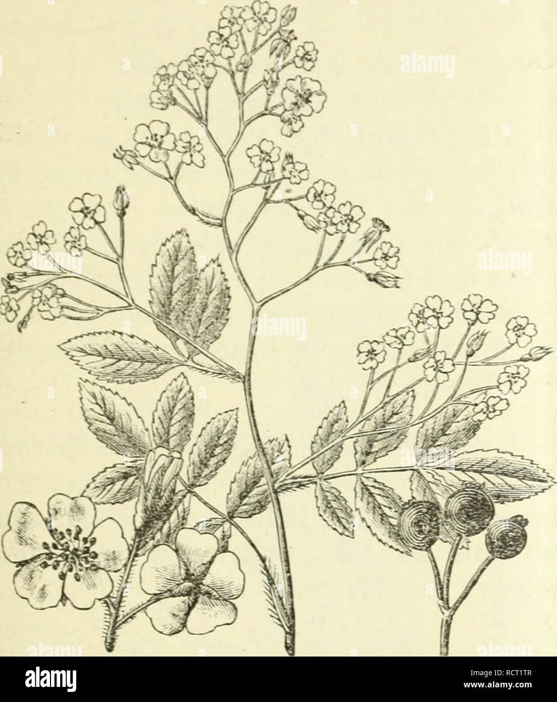 . Deutsche Garten-Zeitung. Le jardinage. 1886. Nr. g ] liosn multiflora. li 12-18 mm breit, un kräftigen Trieben est bis doppelt grösser. Die Neben- blätter sind schmal, der I.än&Lt ;:je nach ang'ewachsen kammförmig»^f, fcwimpert abstehender verlän, mit,&lt;T:erter, pfriemlicher Blüthenstielchen ; die Spitze Schlank und stärker weichhaarig Kelchblättchen- ; die schmal-län^^ lanzettlich pfricmen-liche, oder-- gespitzt förmig und innen dicht ülzig-,. a. b. c. FijT ŕ. 24. Rosii multiflora Thunb. a. Dans Blüthen natürlicher Basis Grösse. b. Blüthenstand verkleinerter. c. Früchte. aussen weniger behaart, d Banque D'Images