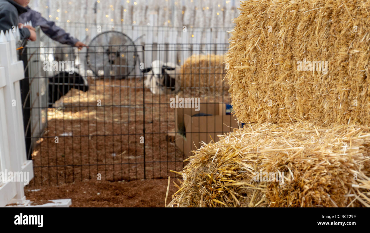 Des piles de du foin à une ferme de petits animaux avec une chèvre dans l'arrière-plan et la main d'un enfant pointant vers elle. Clôture blanche montre également. Banque D'Images