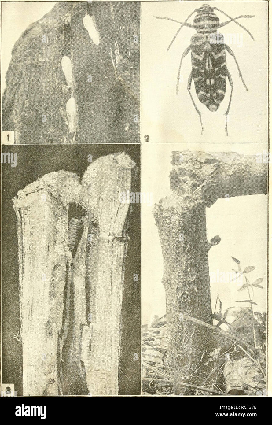 Celle qui fit le bonheur des insectes Tirage noir et blanc - Daniel Maghen éditions