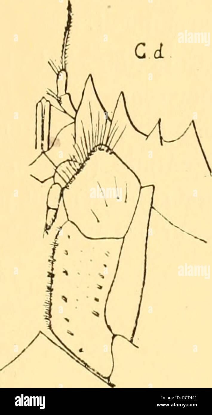 . Des mÃ©canismes respiratoires chez les CrustacÃ©s DÃ©capodes ; essai de physiologie Ã©volutive, Ã©thnologique et phylogÃ©nique. La RESPIRATION SUR LA DÃCAPOUES DKS. 227 Signification7- productm Randall, irroratus dire, borealis Stimpson, et NovÅ ZelandiÅ LvckS-, ce qui indique une assez faible la calcification ; celle-ci est plus prononcÃ©e chez les C. pagurus L. Le pigment qui entre dans une combinaison calciquc orangÃ©e devient stable ; toutefois des cas assez Fréchette©quents Ã ^dhinisine call semblent la vie fouisseuse des ancÃªtres.. Veuillez noter que ces images sont extraites de la page numérisée des images qui Banque D'Images