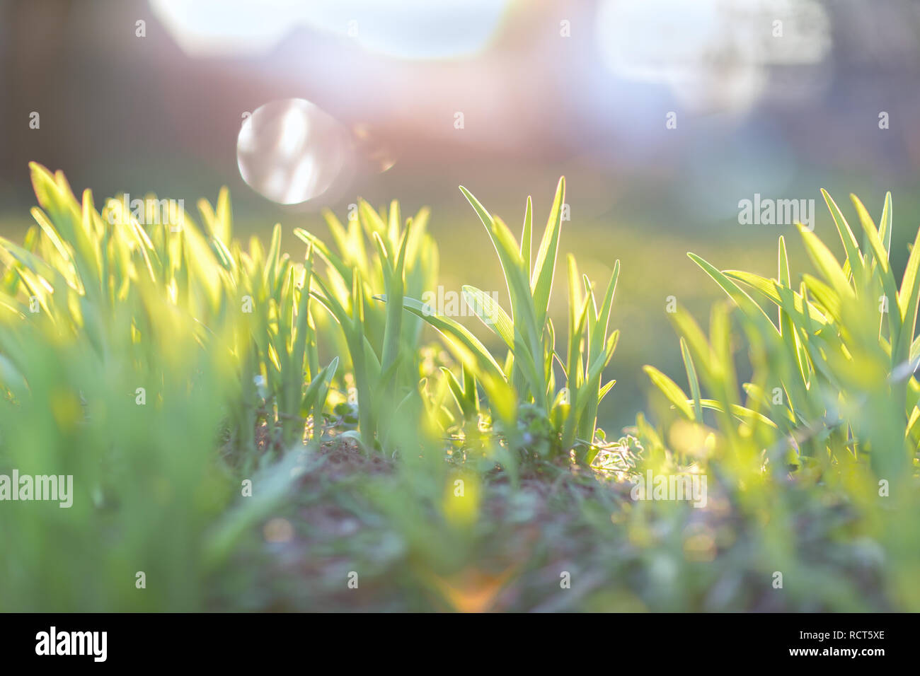 Faire Pousser Des Plantes Vertes Banque d'image et photos - Alamy