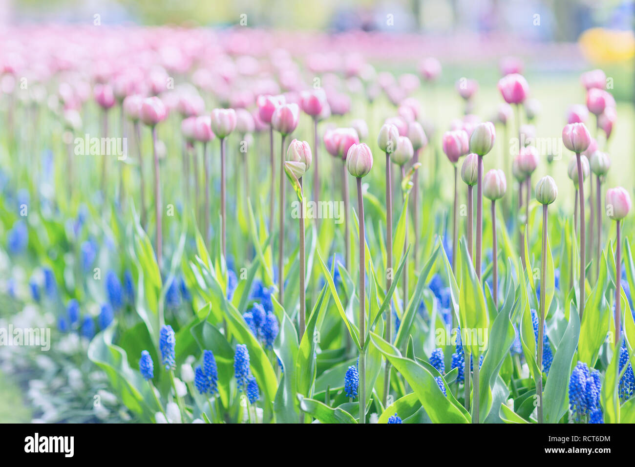 Belle tulipe rose sur un long pédoncule et muscaris bleus (Muscari armeniacum) dans un parc Banque D'Images