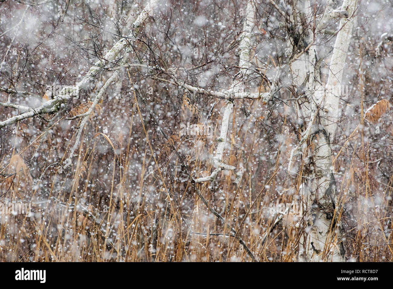 Close-up de bouleaux dans la neige qui tombe Banque D'Images
