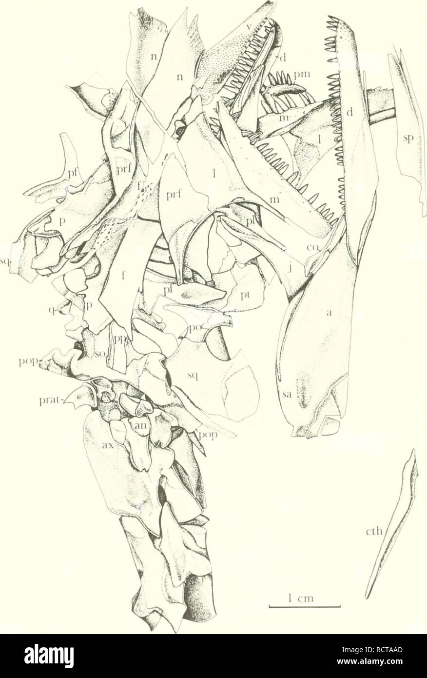 . Un diapsid reptile du Pennsylvanien, du Kansas. Les reptiles, les combustibles -- Kansas ; paléontologie ; PALÉONTOLOGIE Pennsylvanien -- -- Kansas. PUBLICATION SPÉCIALE 18 MUSÉE D'HISTOIRE NATURELLE N° 7. Fig. 12.-kansenxis Petrolacosaurus Lane. Crâne à maturité et de la mâchoire inférieure articulée avec les vertèbres cervicales, et une droite isolée, clethnim KUVP 33607, X 2. .Composant^ sont des éléments du crâne, désarticulée et com- pressé en un seul plan. La mandibule bon et le rac ertel)sont exposés en vue latérale. Voir Fig. 13 pour l'opposée de même spécimen. Voir Fig. 2 pour des abreviations.. S'il vous plaît pas Banque D'Images