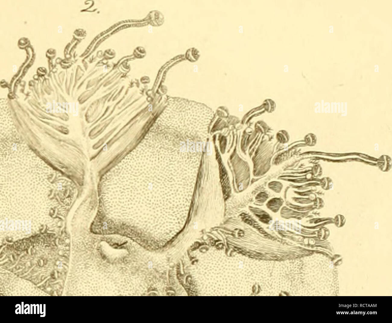 Descrizione E Degli Animali Invertebrati Notomia Della Sicilia Citeriore Negli Anni 12 10 Osservati Vivi A N J G A Lt A 7 A J 1