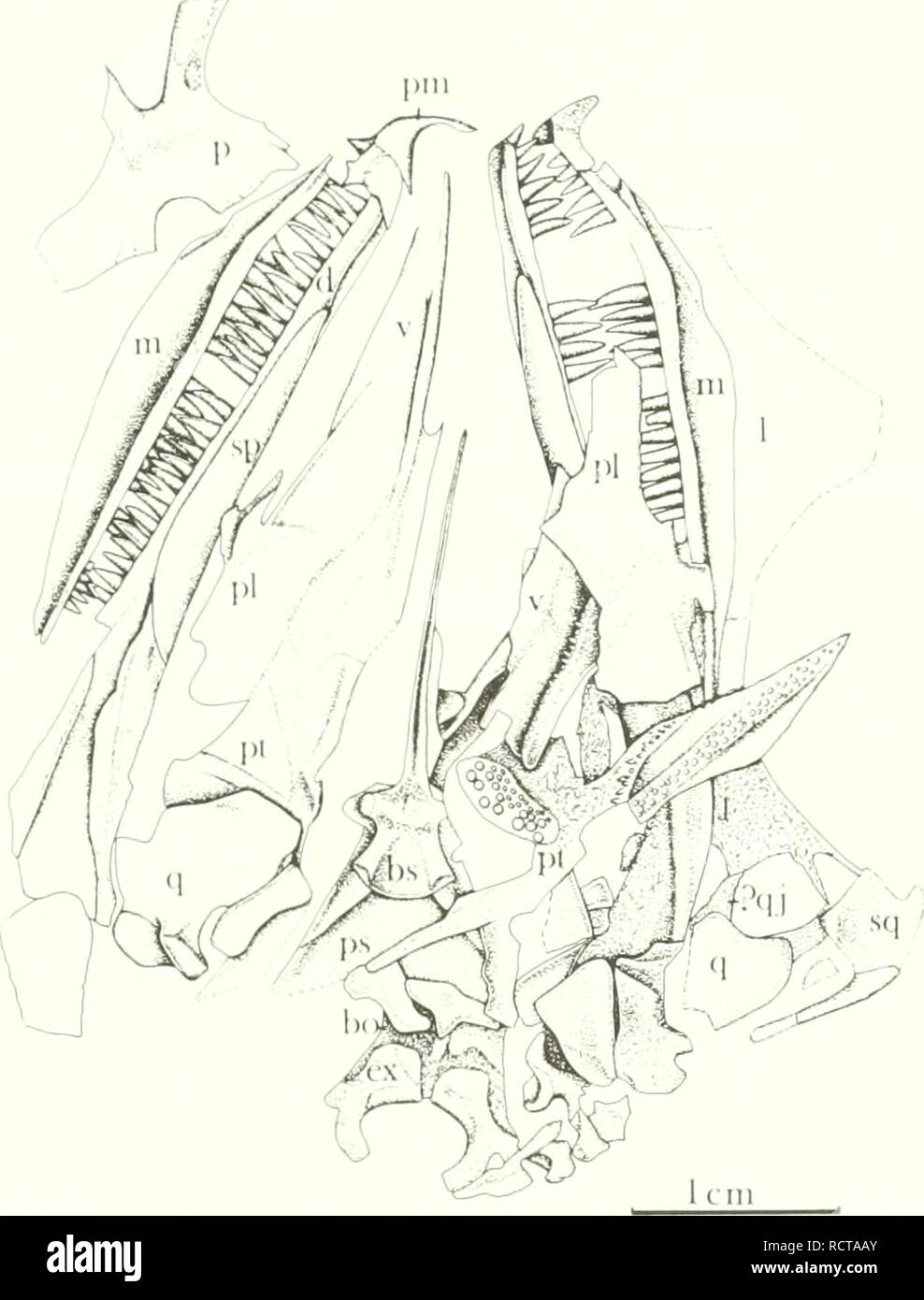 . Un diapsid reptile du Pennsylvanien, du Kansas. Les reptiles, les combustibles -- Kansas ; paléontologie ; PALÉONTOLOGIE Pennsylvanien -- -- Kansas. 1980 DIAPSID PENNSYLVANIEN 15 reptiles. Fig. 10.-Petrolacosaurus kansensis Lane. Le crâne et la mâchoire inférieure du jeune adulte, KUVP 33608, X 2. La boîte crânienne et légèrement bouche désarticulée.e sont en xposed vue dorsale par perte de crâne table. Une partie des joues et la gauche sont exposés au pariétal vue intérieure. Voir Fig. 2 pour des abreviations. le nez et lacrymal. Une crête sculptée .qui s'exécute à partir de la plaque antérieure à la marge orbitale sépare e Banque D'Images