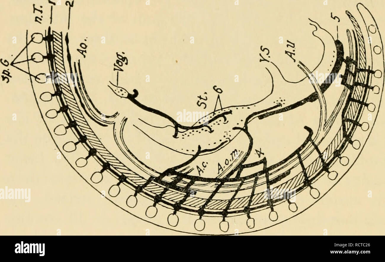 . Le développement du poussin : une introduction à l'embryologie. L'embryologie ; Poulets -- les embryons. cQ. Veuillez noter que ces images sont extraites de la page numérisée des images qui peuvent avoir été retouchées numériquement pour plus de lisibilité - coloration et l'aspect de ces illustrations ne peut pas parfaitement ressembler à l'œuvre originale.. Lillie, Frank Rattray, 1870-1947. New York : Henry Holt Banque D'Images