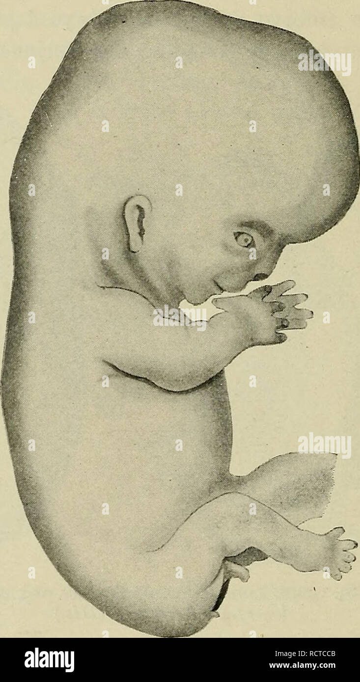 Le développement de l'organisme humain : un manuel des droits de  l'embryologie. L'embryologie ; embryon, Non-Mammalian. 96 DÉVELOPPEMENT DES  EORM, à savoir son lxxvti (Wt), ayant une longueur de 23 mm.-peut