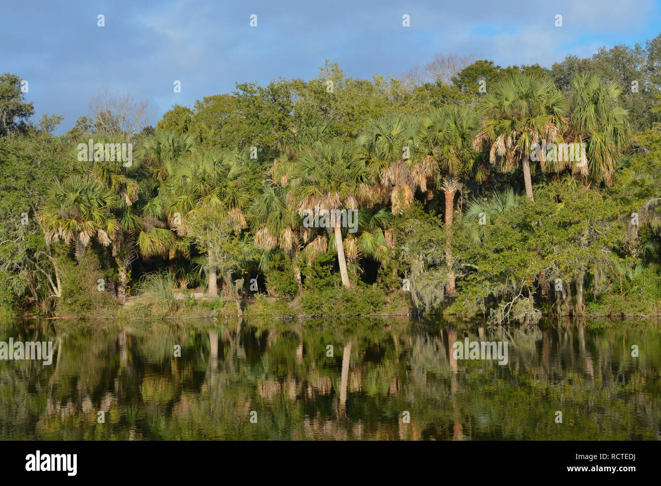 Reflet de rivage à Kathryn Abbey Hanna Park, comté de Duval, Jacksonville, Floride. Banque D'Images