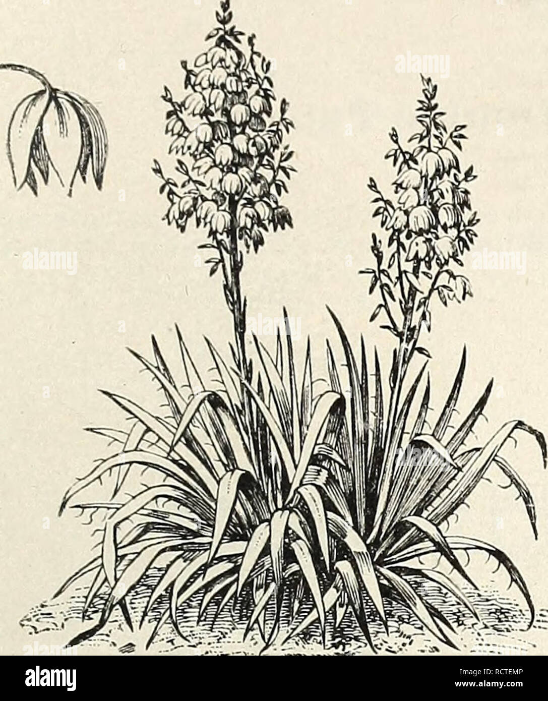 Catalogue Descriptif Des Arbres Dornement Arbustes
