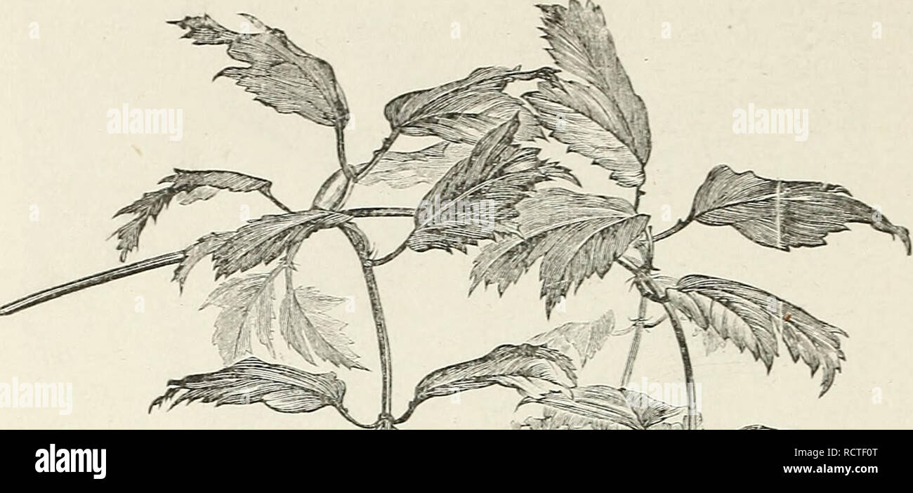 . Catalogue descriptif des arbres d'ornement, arbustes, plantes vivaces rustiques, etc. : vingt-cinquième édition. Les arbres d'ornement arbustes ; catalogues ; Catalogues Catalogues Catalogues ; fleurs roses. 86 ELL WA^'cf- GEli //. 1THS'N CA TALOG UE.. .- F i :.TIBUUNl^r v ol'I I T AK bTElllLIs ^ ^^ NVflRYI-(J --IZE ). iSnOAVBALL' TA31ARIX. De tamaris. Tamariske, Ger. Ces ai-e de très beaux arbustes, avec de petites feuilles, un peu comme ceux de la Genièvre, et délicate petite Howers en crampons. Ils sont précieux pour la plantation- bj' du bord de mer, où à peine anj-chose- d'autre le g-row. T.. Afrieana Beau feuillage, upri Banque D'Images