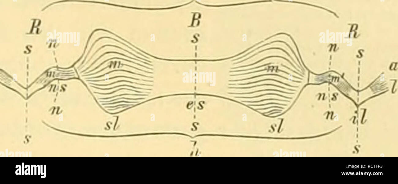 . Elemente der paläontologie bearbeitet. La paléontologie. Fig. 3il7. Nautilus pompilius L. .1 eine junge Schale gegen die letzte Scheidewand gesellen (die grössten Wohniammer fortgebrucheul ist zum Theil. Haftband B eines erwachsenen F.templiers, abge- wickelt Syminetrielinie, s  = A  = Vorderrand Hinterrand, (  = des Haftbandes Lobenlinie () ; "  = vorn ; *  = liinten ; B  = Bauchseite ; R  = Nahtlinie Kückenseite ; n  = p  = Projection des Umganges gehenden- vorher ; u ~ Septalumschlag Ansatzstelle ; m  = des paarigen Schalenmuskels ; " ?"  = die der Nackenmuskulatur des Mantels ; ES  = Aussensattel Seitenlobu ; SL  = Banque D'Images