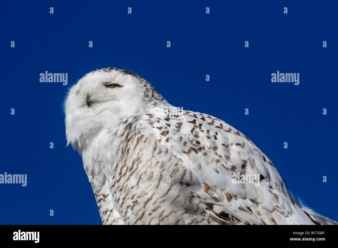 Harfang des Sauvages (vue latérale, jusqu'à la perche) sur l'affichage des plumes dans un soleil brillant avec bleu ciel d'hiver dans les régions rurales de l'Alberta, Canada. Prix pour le texte. Banque D'Images