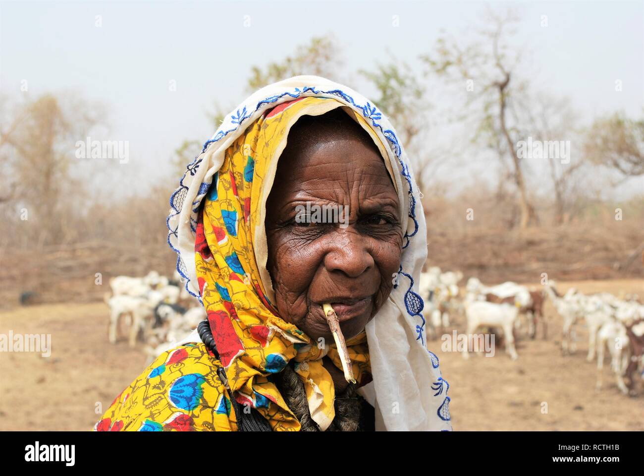 Une vieille femme Peul au Niger, Afrique, mâchonne un bâton qui sert de sa brosse à dent Banque D'Images