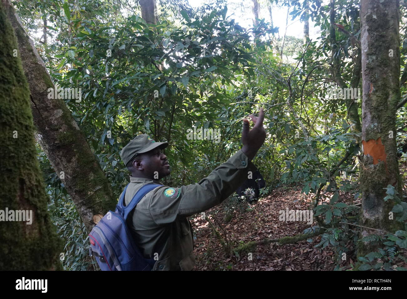 Gorilla trek dans le parc national de Bwindi, en Ouganda Banque D'Images