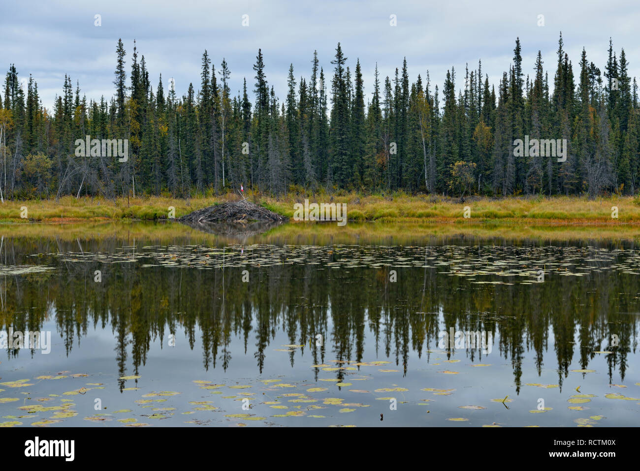 Les nuages du soir reflétée dans un étang de castors, Yellowknife, Territoires du Nord-Ouest, Canada Banque D'Images