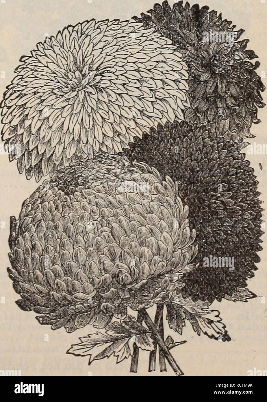 . Catalogue descriptif des semences de haute qualité pour la ferme et le jardin. Graines de graminées ; Catalogues Catalogues de graines de fleurs graines ; catalogues ; Matériel et fournitures de jardinage ; Catalogues Catalogues commerciaux Virginia Richmond. Ageratum. Graudiflora. ALYSSUM gratuitement à floraison précoce, de jolies petites plantes pour lits, délignures ou mnter fleurit. Les variétés blanches sont une nuals- hardy et fleurissent tout l'été. Alyssum doux. ^Yhite, oz. 30 cts. : par Bentliami 5 pkt 4'ompactHiii. Nain, port compact. Excellent pour les frontières. Perpkt 5 Jaune. H. P. fleurit la première saison. Par pkt. 5 superbes ASTERS. Ces belles un Banque D'Images