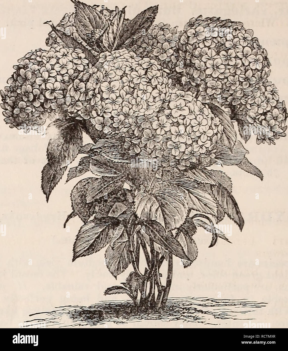 Catalogue Descriptif Des Arbres Dornement Arbustes Roses