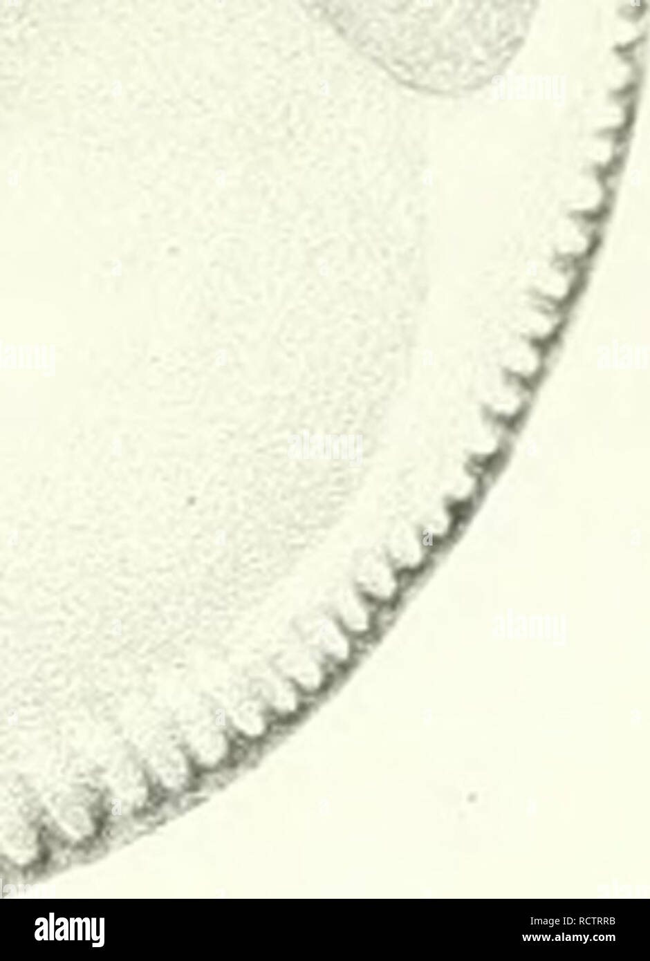 . Description des animaux sans renseignements vertèbres dans le bassin de Paris, etc. ^. Veuillez noter que ces images sont extraites de la page numérisée des images qui peuvent avoir été retouchées numériquement pour plus de lisibilité - coloration et l'aspect de ces illustrations ne peut pas parfaitement ressembler à l'œuvre originale.. Deshayes, G. P. Gérard (Paul), 1795-1875. Paris Banque D'Images