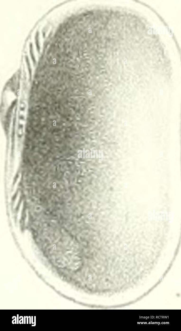 . Description des animaux sans renseignements vertèbres dans le bassin de Paris, etc. ;. Veuillez noter que ces images sont extraites de la page numérisée des images qui peuvent avoir été retouchées numériquement pour plus de lisibilité - coloration et l'aspect de ces illustrations ne peut pas parfaitement ressembler à l'œuvre originale.. Deshayes, G. P. Gérard (Paul), 1795-1875. Paris Banque D'Images