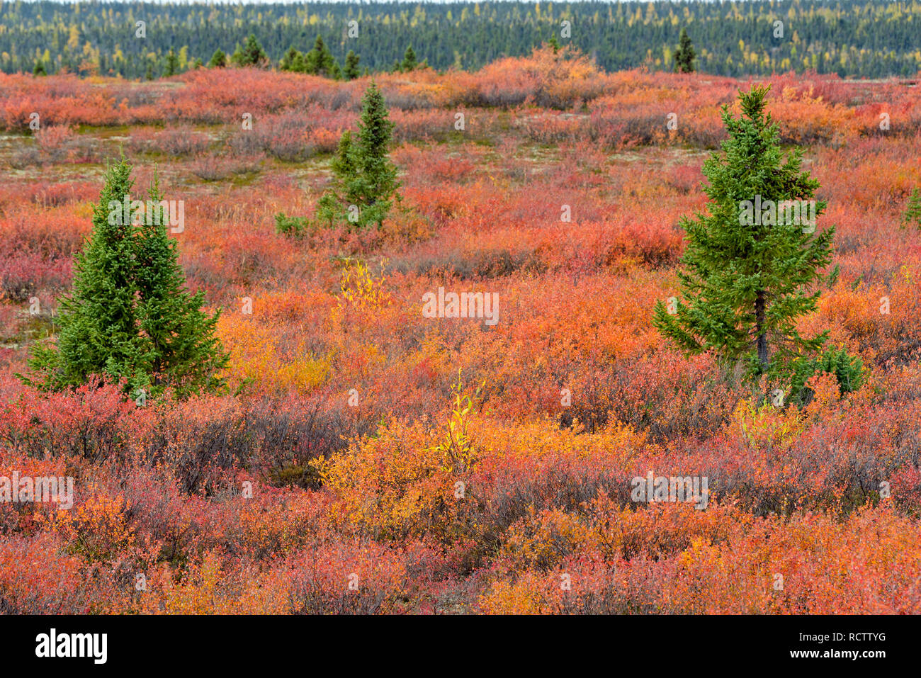 Le bouleau glanduleux et l'épinette noire dans la couleur en automne, l'Arctique Haven Lodge, Lake Ennadai, Nunavut, Canada Banque D'Images