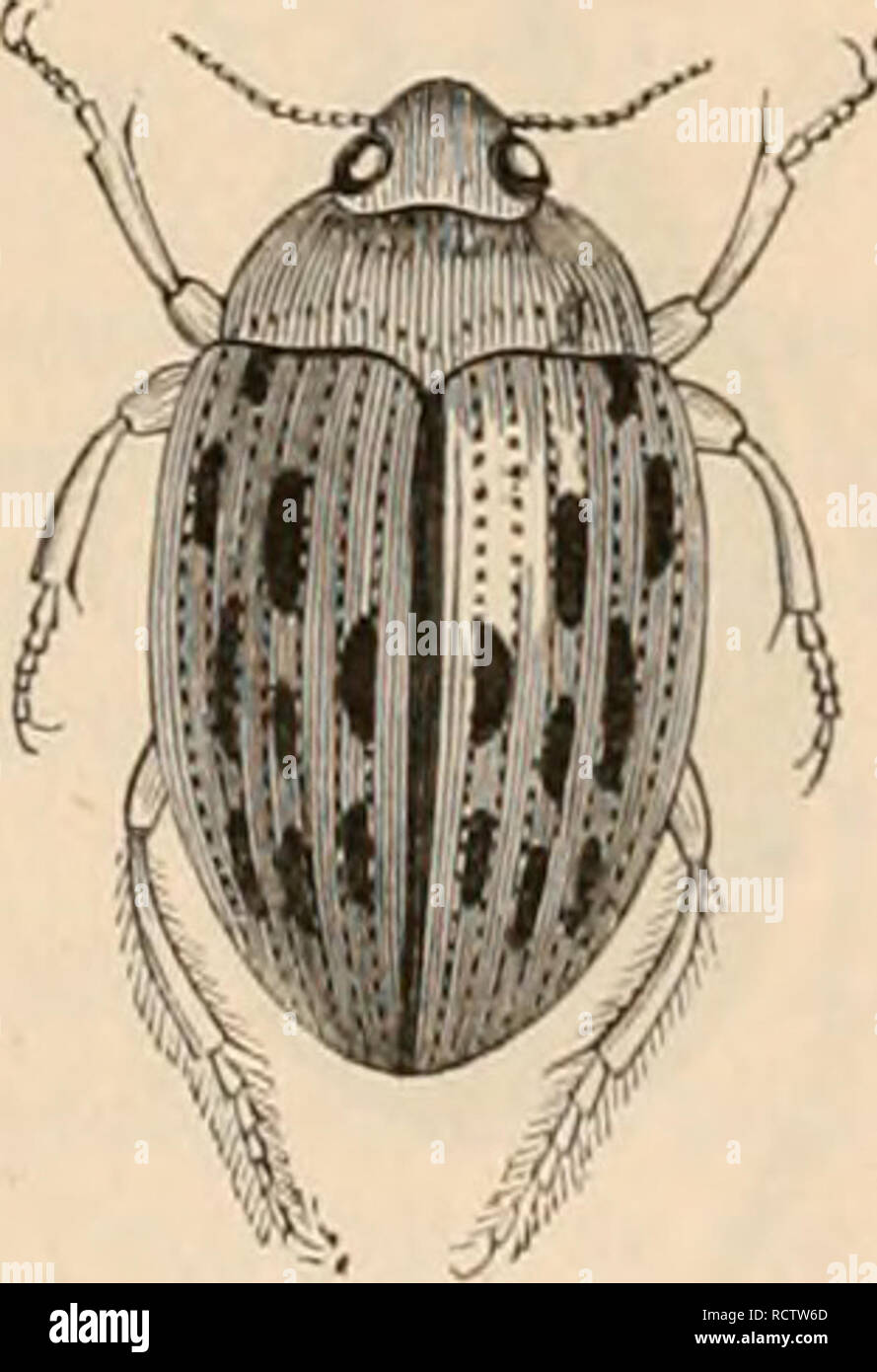 . EncyclopÃ©die d'histoire naturelle ; ou, traitÃ© complet de cette science d'aprÃ¨s les travaux des naturalistes les plus Ã©minents de tous les pays et de toutes les Ã©poques : Buffon, Daubenton, LacÃ©pÃ¨de, G. Cuvier, F. Cuvier, Geoffroy Saint-Hilaire, Latreille, de Jussieu, Brongniart, etc. histoire naturelle -- Dictionnaires. COLÃOPTÃRES. 197 Eschscholtz, Aube, Babigton, espoir, etc., qui ont peut-Ãªtre poussÃ© un peu loin leurs divisions gÃ©nÃ©- riques. Ces insectes sont rÃ©pandus dans toutes les rÃ©gions du monde, et leurs espÃ¨¨la SCÉ sont trà s-cosmopo- lites. On en connaÃ®t aujourd'hui plus de Banque D'Images