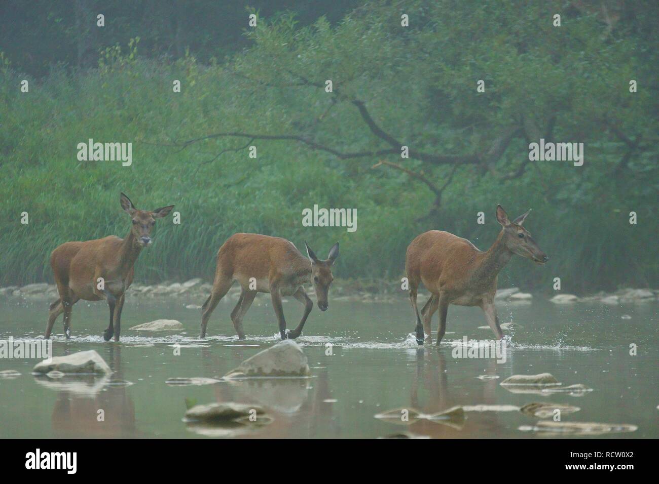 Red Deer (Cervus elaphus). Hind rouge dans l'eau. Bieszczady. Pologne Banque D'Images