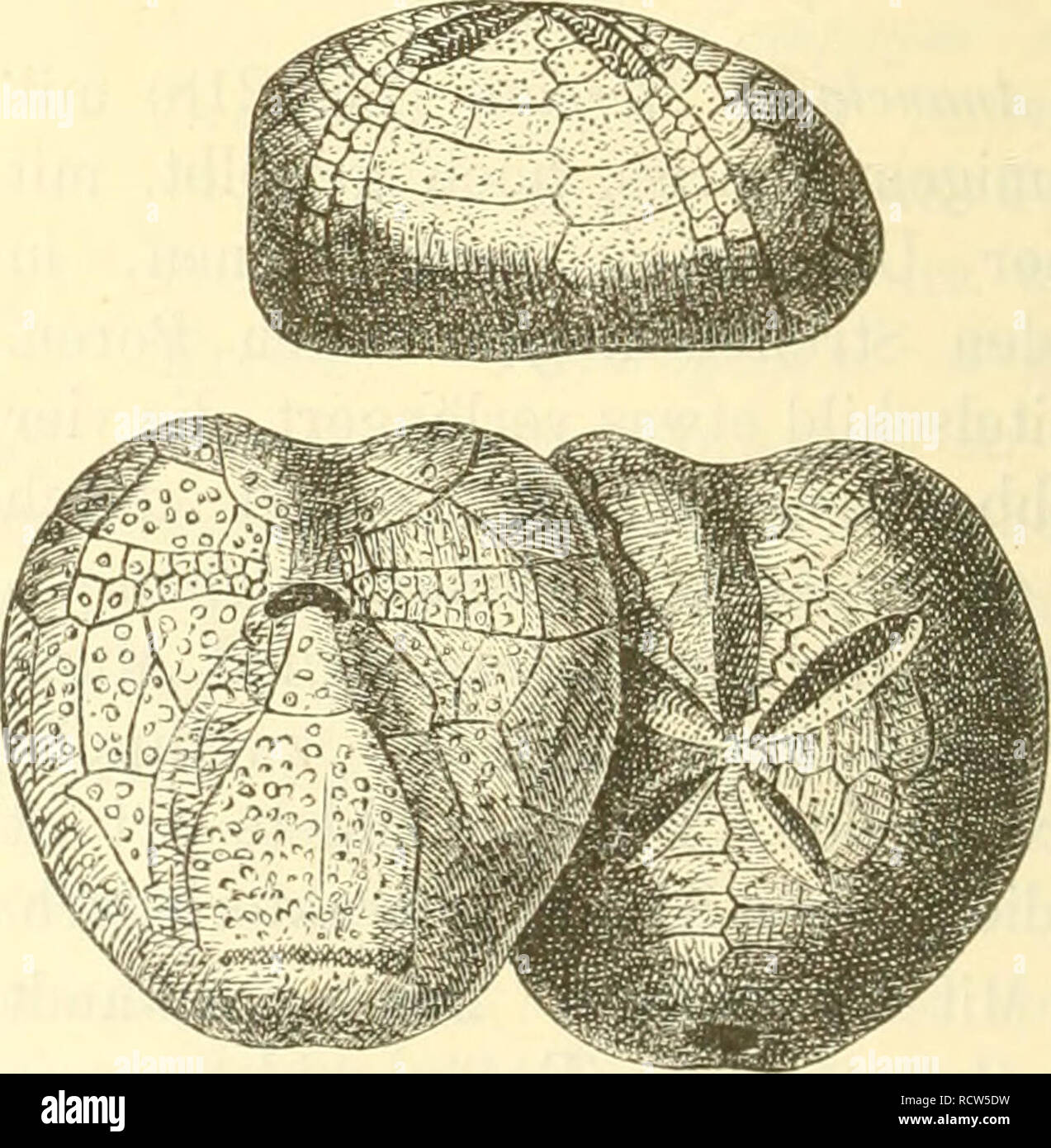 . Elemente der paleontologie. (Paleozoologie.). La paléontologie. Micraster coranguinum Lamk. Weisse Kreide.. Micraster cortestudinarium Goldf. Weisse Ki'EIDE. Yorderes Ambulacrum in einer Furche gelegen. Unter dem après eine Subanalfasciole. Micraster coranguinum und M. cortestudinarium für bestimmte Zonen der oberen Kreide charakteristisch.. Veuillez noter que ces images sont extraites de la page numérisée des images qui peuvent avoir été retouchées numériquement pour plus de lisibilité - coloration et l'aspect de ces illustrations ne peut pas parfaitement ressembler à l'œuvre originale.. Hoernes, Rudolf, 1850-1912. Leipzig Banque D'Images