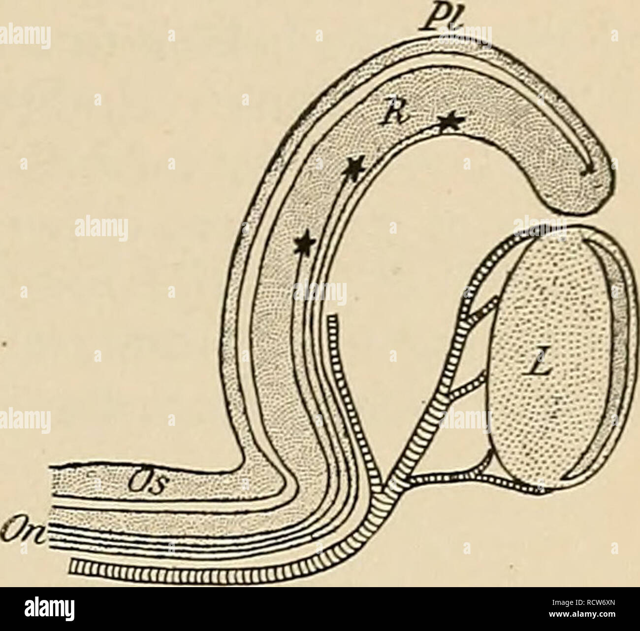 . Le développement de l'organisme humain : un manuel des droits de l'embryologie. L'embryologie ; embryon, Non-Mammalian. Le NERF OPTIQUE 459. vers le cerveau. Leur histoire embryonnaire a été tracé plus minutieusement dans des embryons de rat (Robinson), et ce qui suit est basé sur ce qui a été observé chez l'animal. La manette d'optique, d'être une excroissance du cerveau, est d'abord une structure creuse, sa cavité communique avec celle du troisième ventricule à une extrémité et avec celle de l'ampoule optique à l'autre. Lorsque la fissure choroïde est développé, il s'étend, comme cela a déjà été décrit, sur une certaine distance Banque D'Images